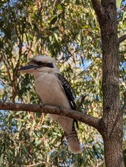 Laughing kookaburra on eucalyptus branch, Australia