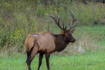 Bull elk (Cervus canadensis) grazing in a field in the Great Smokey Mountains National Park near Cherokee, North Carolina, October 2025