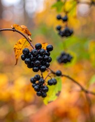 Close-up of glossy dark berries on branch against colorful autumn leaves