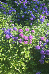 Fototapeta premium 紫陽花 hydrangea