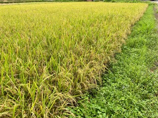 A vast expanse of ripe rice paddy field, Oryza sativa, with golden grains ready for harvesting in a wide, full frame view.
