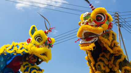 colorful chinese lions dancing in the street during chinese new year parade