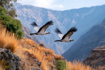 Naklejka premium Andean condors flying over mountains in Colca Canyon