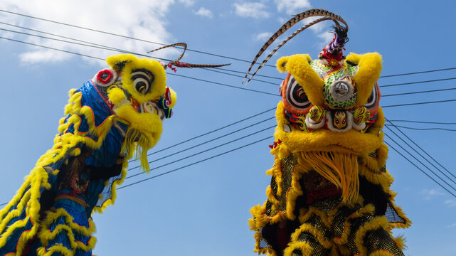 colorful chinese lions dancing in the street during chinese new year parade