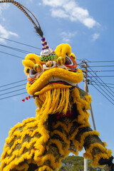 colorful chinese lions dancing in the street during chinese new year parade