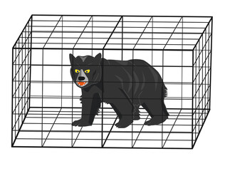 危険な野生の熊
