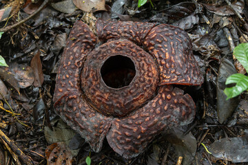 Rafflesia flower blooming on rainforest floor in borneo