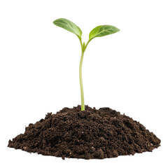 Young sprout seedling soil ground png new plant png farm growth png seed sprout png nature soil png eco growth png transparent background image