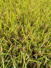 A vast expanse of ripe rice paddy field, Oryza sativa, with golden grains ready for harvesting in a wide, full frame view.