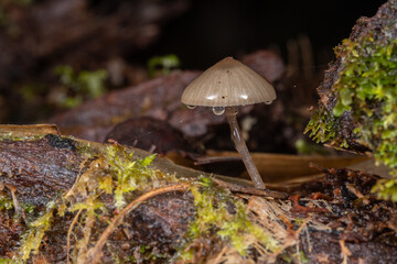 Fototapeta premium Close-Up of wild forest fungi