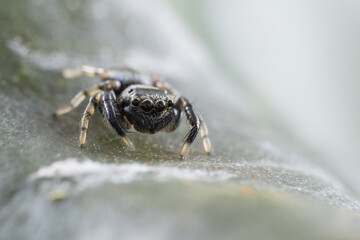 Macro Shoot of Beautiful Jumping Spider on deep Jungle.