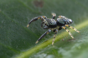 Macro Shoot of Beautiful Jumping Spider on deep Jungle.