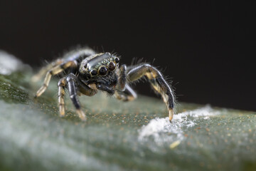 Macro Shoot of Beautiful Jumping Spider on deep Jungle.