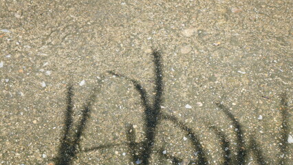 Slender Grass Shadows on Sandy Textured Ground in Sunlight