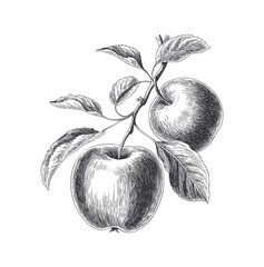 Vintage apples on branch in engraving style. Antique style apple tree branch with fruits and foliage. Vintage apple branch hand draw style.