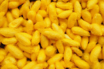 Thai Golden Silk Cocoons Texture. Bright Yellow Silk Worm Cocoons Background