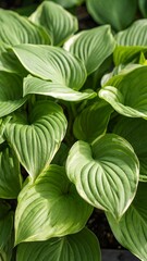 Lush green hosta leaves