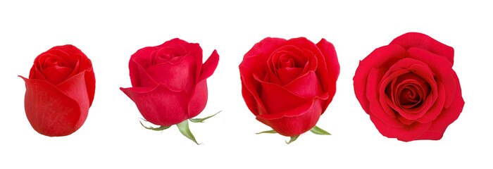 Red rose flowers. The photo shows red roses, a bud, a blooming rose, and a fully bloomed rose on a white background. The roses are a rich red color. They can be used to make bouquets.