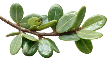 Closeup of a vibrant green shrub branch with small oval leaves against a stark showcasing botanical details and natural textures