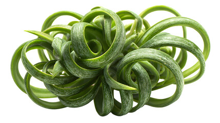 Closeup of a vibrant green frizzle sizzle plant with curled leaves against a showcasing its unique texture and form