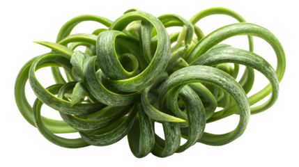 Closeup of a vibrant green frizzle sizzle plant with curled leaves against a showcasing its unique texture and form