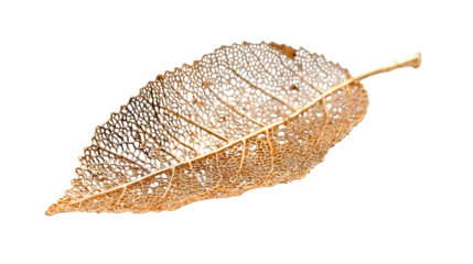 Intricate leaf skeleton displays delicate venation against a stark showcasing nature's fragile beauty and detailed structure