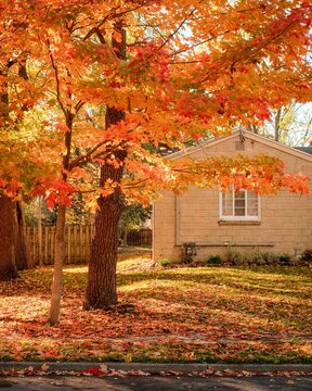 Autumn color in East Aurora, New York