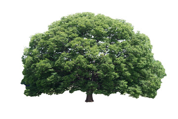 Green tree isolated on white background, Clipping path.