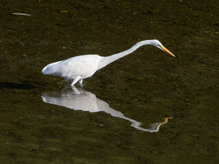 首を伸ばして魚を探すダイサギ