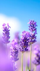Obraz premium Close-up captures vibrant lavender stalks against a bright, blurred sky