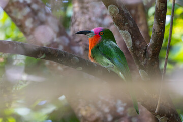 Nature wildlife bird of Red-bearded Bee-eater bird on branch