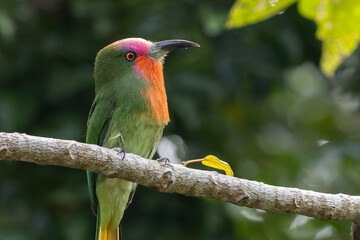 Nature wildlife bird of Red-bearded Bee-eater bird on branch