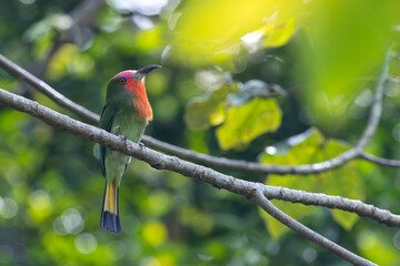 Nature wildlife bird of Red-bearded Bee-eater bird on branch