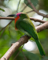 Nature wildlife bird of Red-bearded Bee-eater bird on branch