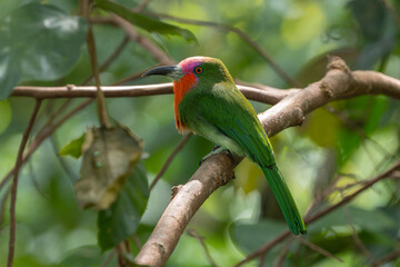 Nature wildlife bird of Red-bearded Bee-eater bird on branch