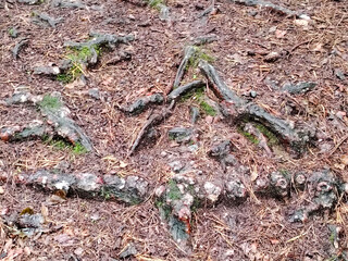 Roots and pine needles covering the forest ground.