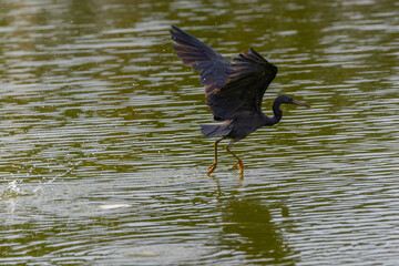 Nature wildlife of Pacific reef heron at the shore, Egretta sacra