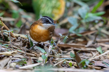 Nature wildlife image bird name as BLACK-CAPPED BABBLER capture inside deep rainroest jungle