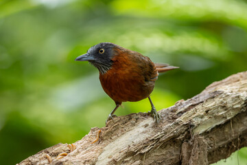 Nature wildlife bird of Grey-headed babbler on rainforest jungle