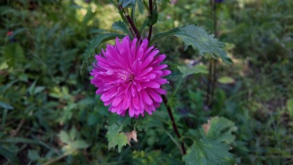 purple thistle flower