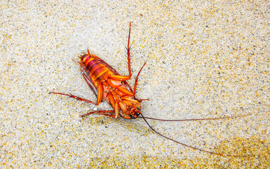 Dead cockroach washed up on the beach sand in Thailand.