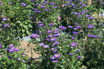 purple flower aster in the garden