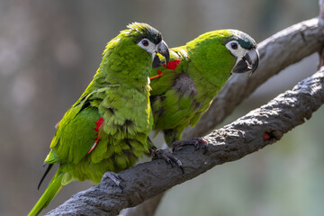 A pair of lovely Red-shouldered macaw on maiting