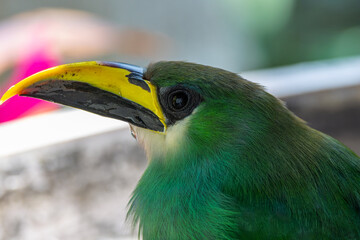 Obraz premium Extreme close-up of Emerald toucanet