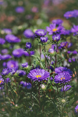 purple flower aster in the garden	

