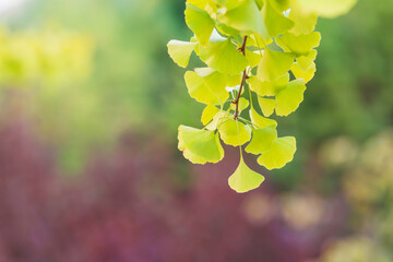 Soft Early Autumn Light on Ginkgo Leaves