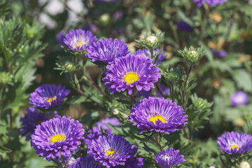Fototapeta premium purple flower aster in the garden