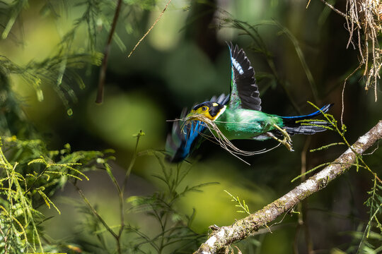 Vivid portrait of a long-tailed broadbill perched on a branch, displaying its vibrant green and yellow plumage with a striking black cap and bright blue tail.
