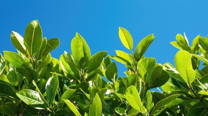 Obraz premium Lush Green Leaves Against a Clear Blue Sky Creating a Fresh and Vibrant Natural Atmosphere