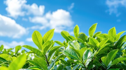 Obraz premium Fresh Green Leaves Against Clear Blue Sky with Fluffy Clouds in Background, Nature Abstract Image